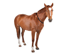 Cheval